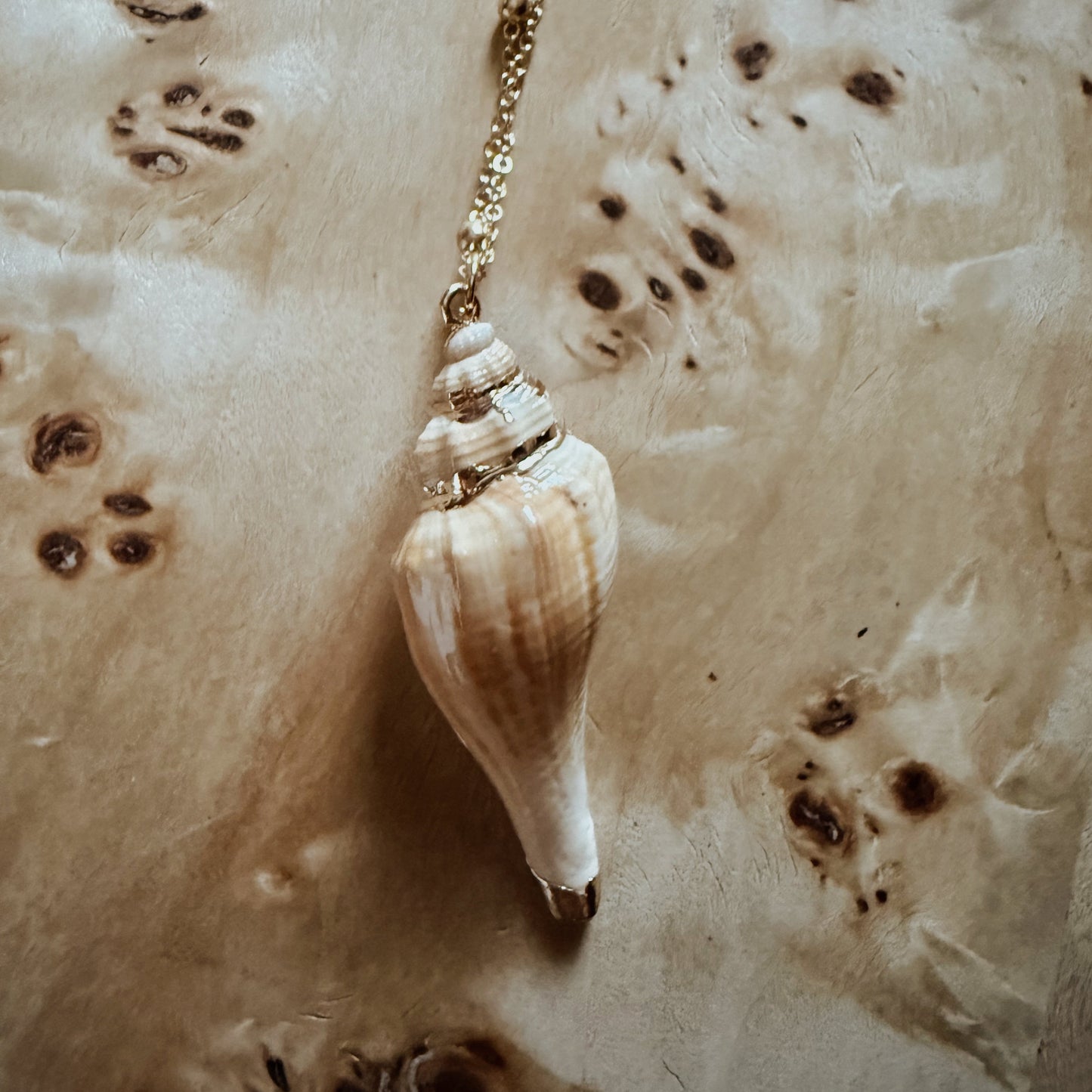 White Dipped Conch