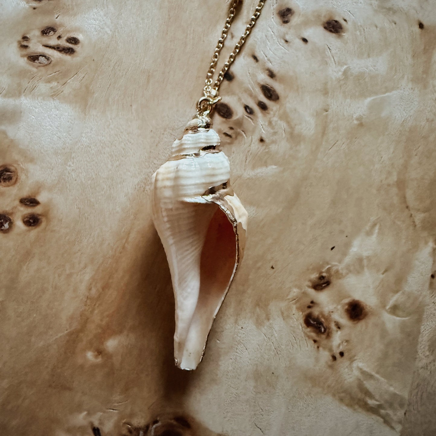 White Dipped Conch