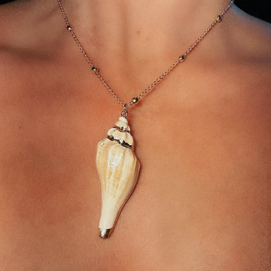 White Dipped Conch